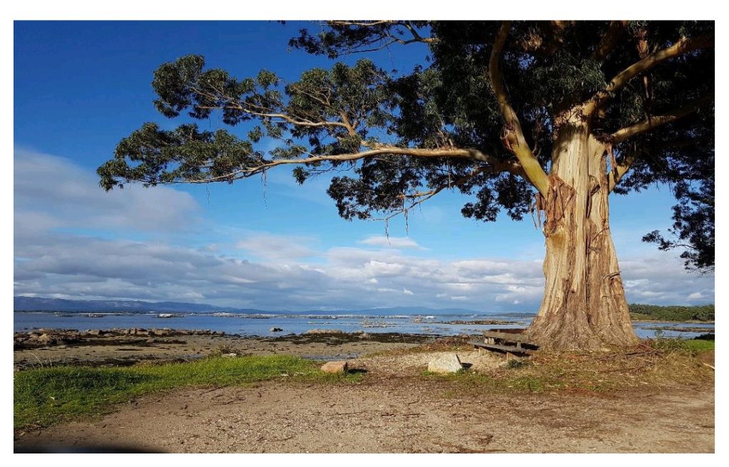 Gran árbol